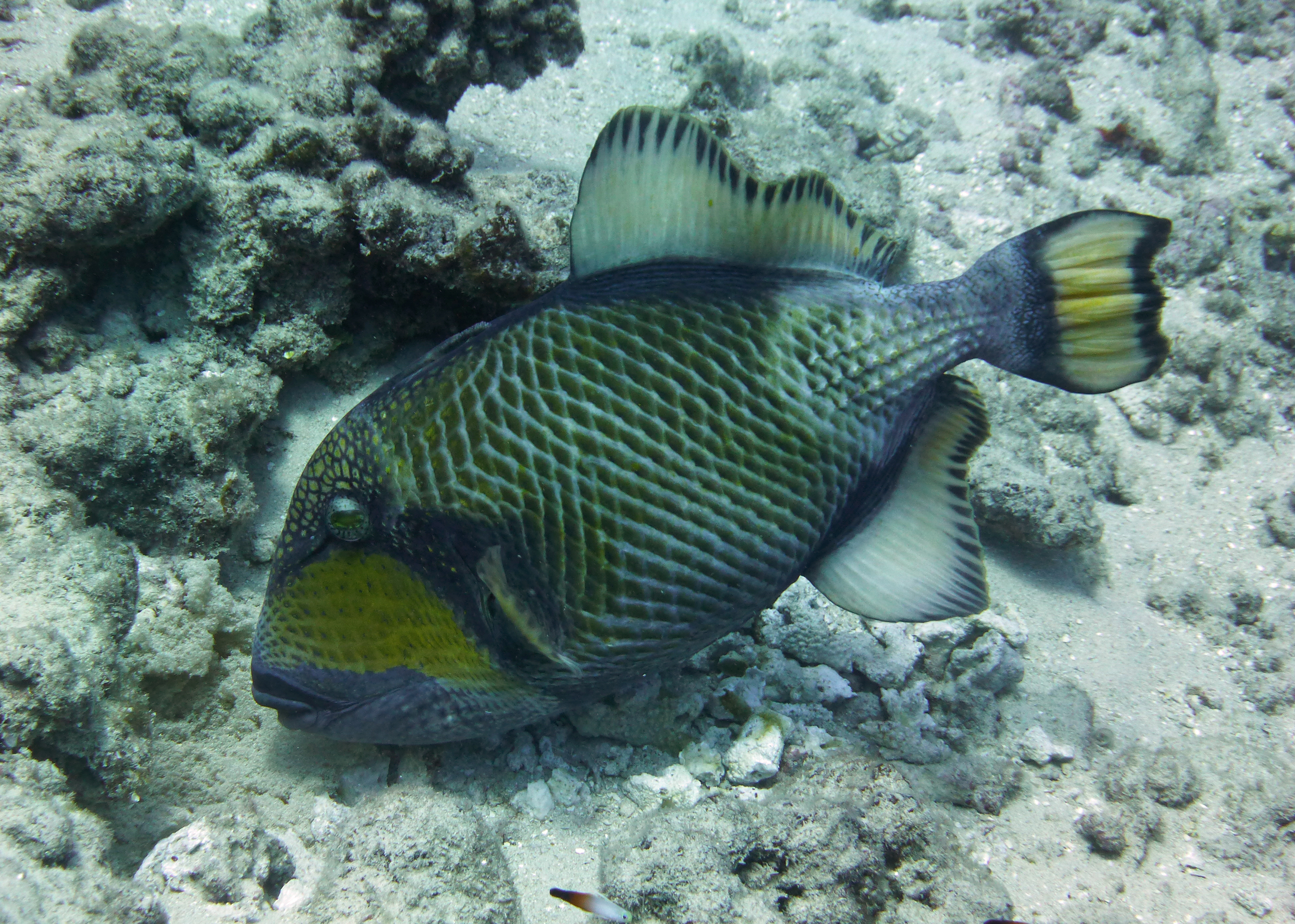 Titan triggerfish closeup, Mo'orea, French Polynesia 2024.